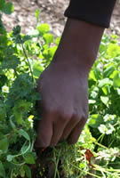 eb_weeding hand 2 3